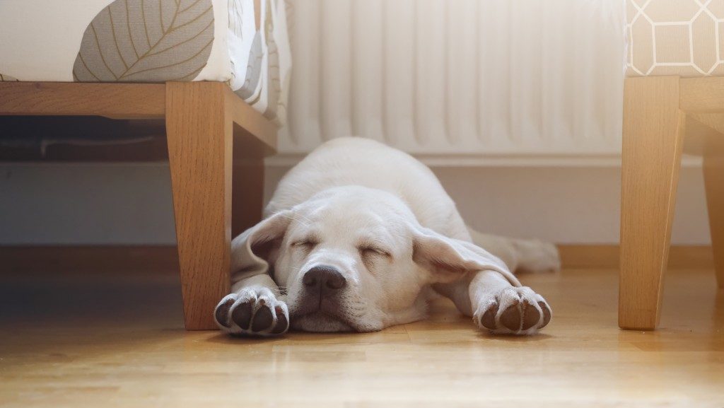 Lab retriever sleeping in the living room