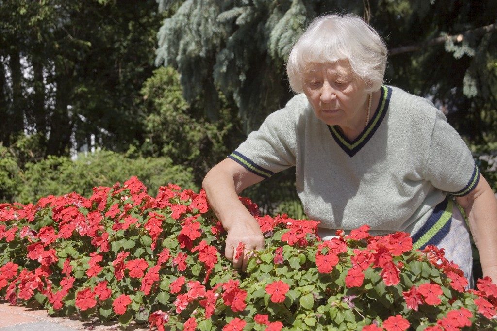 Old lady picking flowers