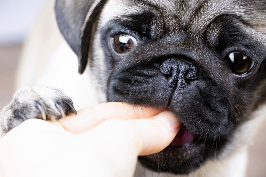 feeding dog