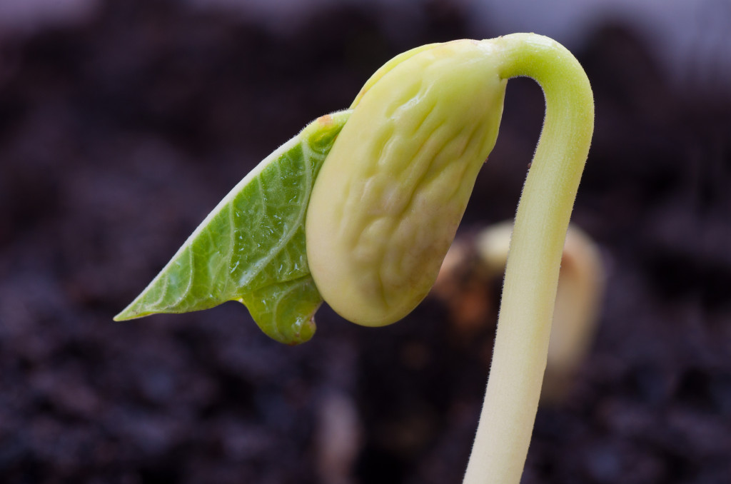 food gardening