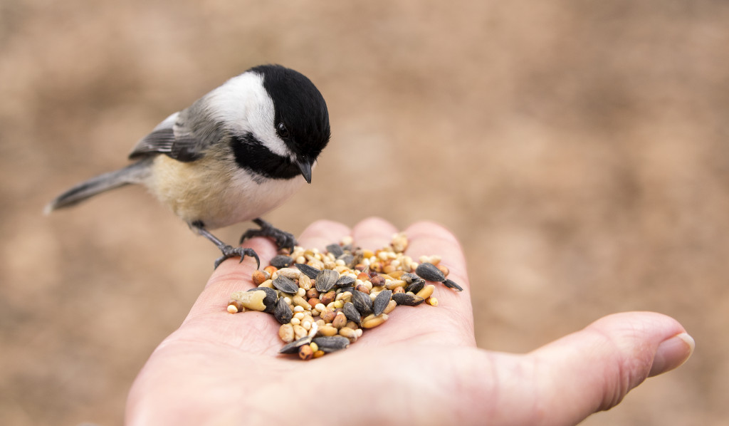 A bird perched on a hand with seeds